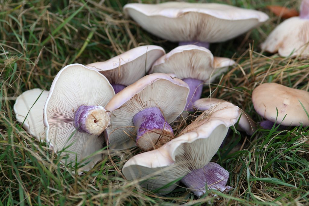 Как пожарить грибы синеножки?