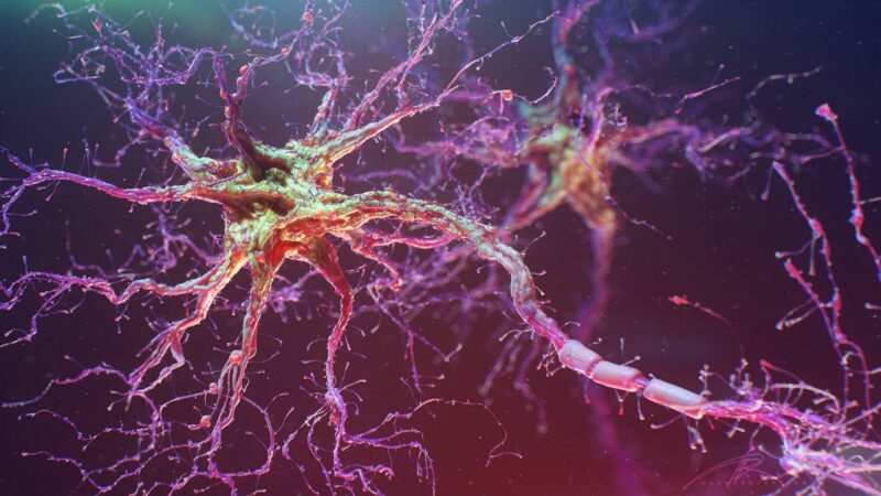 Нервные клетки не восстанавливаются – миф или реальность