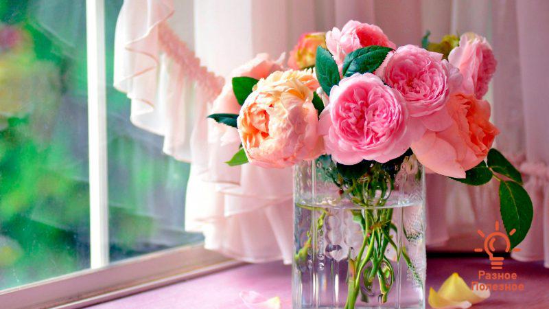 Как сохранить цветы в вазе – подкормка свежесрезанного букета